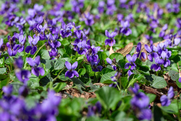 Fototapeta premium Spring flowers. Violet violets flowers bloom in the spring forest. Viola odorata.