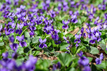 Spring flowers. Violet violets flowers bloom in the spring forest. Viola odorata.