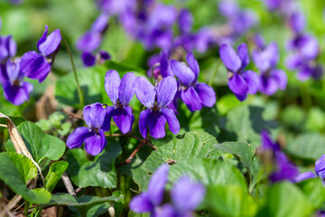 Spring flowers. Violet violets flowers bloom in the spring forest. Viola odorata.