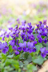 Fototapeta premium Spring flowers. Violet violets flowers bloom in the spring forest. Viola odorata.