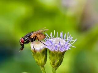 House fly perched on Ageratum conyzoides flower with blurred background