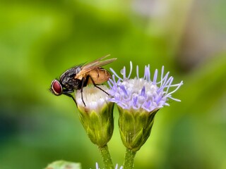 flies perched on Ageratum conyzoides flowers with blur background