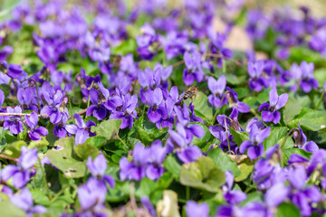 Obraz premium Spring flowers. Violet violets flowers bloom in the spring forest. Viola odorata.