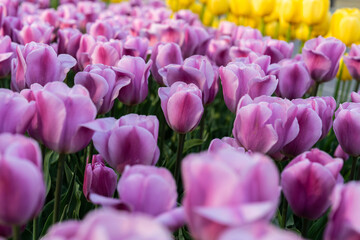 Obraz premium Various tulips at the park in April