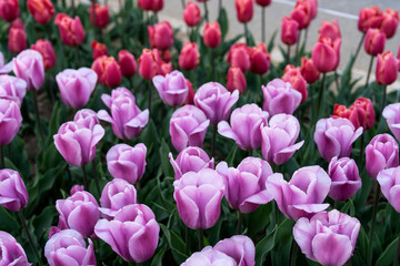 Obraz premium Various tulips at the park in April