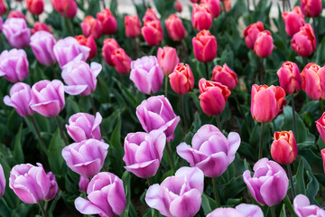Fototapeta premium Various tulips at the park in April