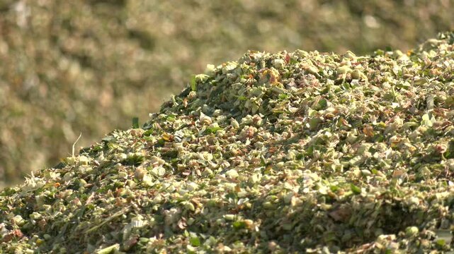 Corn silage is crushed and ready for laying in a silo trench pit. Food for cattle in winter. Close-up.  Fill of the silage trench of corn silage on a dairy farm