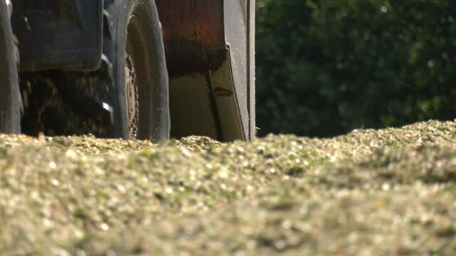 Tractor working with silage at dairy farm, compacting fresh harvest chopped maize with heavy roller for silo, fermented feed for food of cow. Fill of the silage trench of corn silage on a dairy farm
