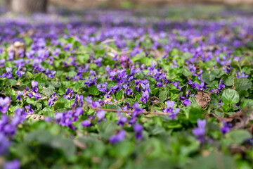 Obraz premium Spring flowers. Violet violets flowers bloom in the spring forest. Viola odorata.