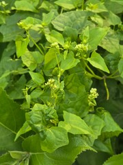 Obraz premium fresh green parsley