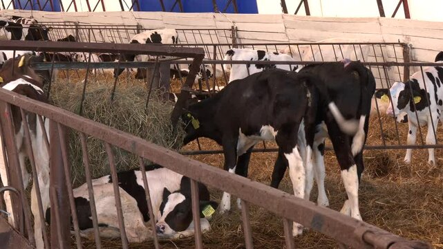 Calves, young animals of both sexes under the age of one year. Young calves up to a year old. Young individuals belong to artiodactyls. industrial livestock. calves on the farm
