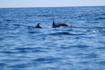 Playful Dolphins with Detailed Dorsal Fins in Ocean Waters