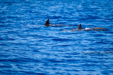 Playful Dolphins with Detailed Dorsal Fins 