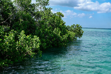 Stunning View of Mangrove Trees in Crystal Clear Ocean Waters