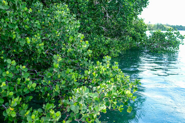 Stunning View of Mangrove Trees in Crystal Clear Ocean Waters