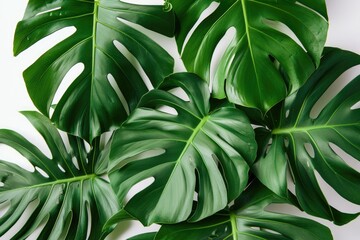 Fototapeta premium Large monstera leaf against white background