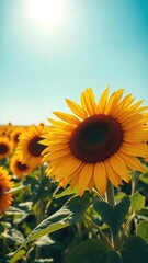Obraz premium Vibrant sunflower field under a clear blue sky during high noon, vibrant, farm