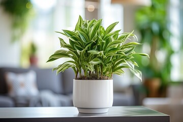 Fototapeta premium Green plant in white pot on table in living room