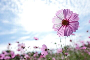青空とピンクのコスモス