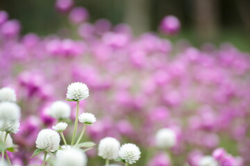 白いセンニチコウ