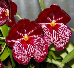 Stunning Red with White Waterfall Orchid Hybrid Miltoniopsis Breathless 'Florence' in Bloom.