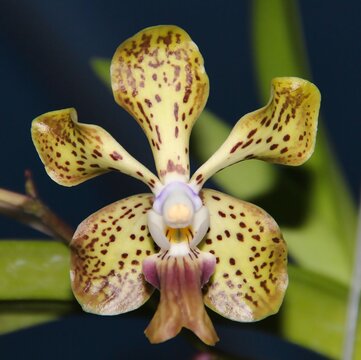 Stunning Spotted Orchid Hybrid Papilionanda Amy Glynn Creekmur x denisoniana in Bloom.