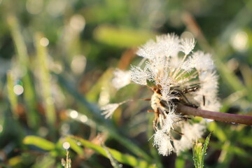 Delicate Dandelion Seeds are Effortlessly Glimmering in the Gentle Morning Light of Nature