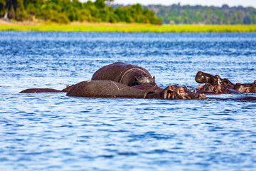 Hippos resting in the calm waters