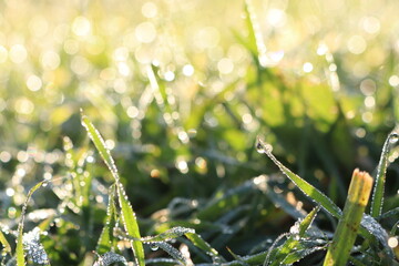 The Beautiful Morning Dew Glistening on Fresh, Lush Green Grass in the Bright Light