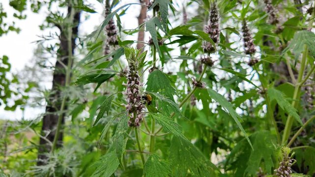 A motherwort plant (Leonurus cardiaca) in natural conditions, a honey plant, a bumblebee harvests nectar from flowers. Medicinal herbal