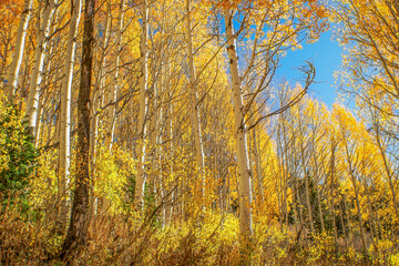 Fototapeta premium Yellow Aspen Tree Grove in the Fall