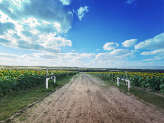 Sunflower fields - beautiful flowers with a road. Photography High Resolution Banner Template.