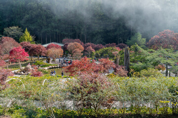 The maple leaves gradually turn red in autumn, which is quite refreshing and pleasant