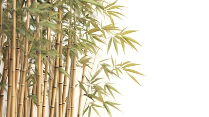 Naklejka premium Bamboos isolated on the white background.