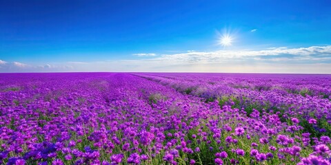 A stunning purple wildflower field in full bloom against a clear blue sky, fields, meadow