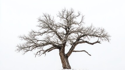 Fototapeta premium A solitary, leafless tree stands against a white backdrop, evoking a sense of solitude.