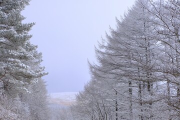 真っ白な雪景色