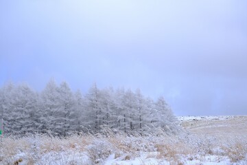 真っ白な雪景色