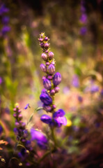 Obraz premium Beautiful Closeup of Purple Flowers