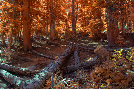 Fallen Logs in the Forest IR Chrome