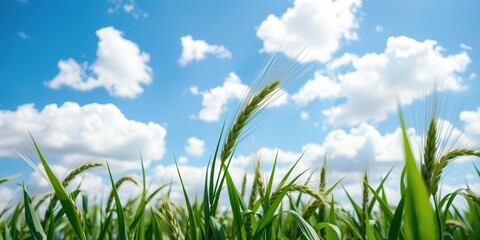 Obraz premium Green wheat plant swaying in the wind under a bright blue sky filled with fluffy clouds, growth, clouds