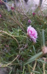Fototapeta premium pink flower
