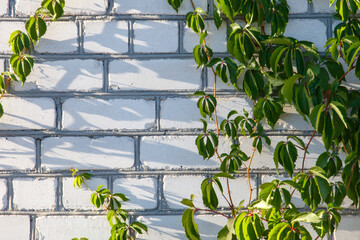 A brick wall with green ivy growing on it