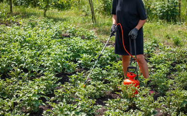 Obraz premium A girl treats potato leaves with poison against the Colorado potato beetle