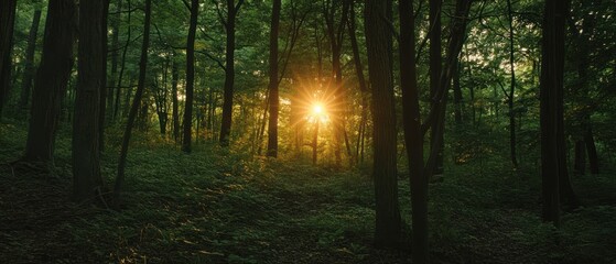 Fototapeta premium A serene forest scene illuminated by sunlight filtering through the trees.