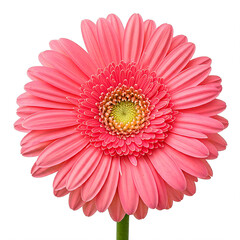 pink gerber daisy isolated on white
