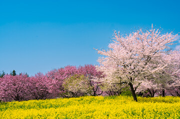 群馬県、赤城千本桜の菜の花と満開の桜