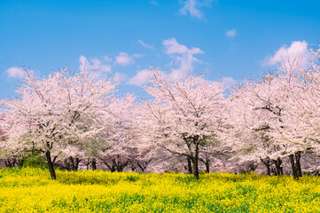群馬県、赤城千本桜の菜の花と満開の桜