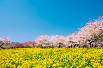 群馬県、赤城千本桜の菜の花と満開の桜