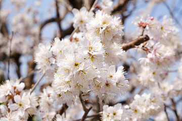 桜（ソメイヨシノ） クローズアップ 日本 神奈川県 湯河原町
Cherry blossoms (Someiyoshino) Close-up Japan Kanagawa Prefecture Yugawara Town